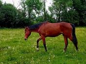 hongre 2 ans par Itoki de Riverland