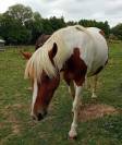 Ponette C 4 ans non debourr&eacute;e