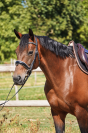 Jument - selle Fran&ccedil;ais - 10 ans - CSO / CCE - France