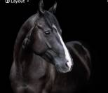 Jument APHA 3 ans noire