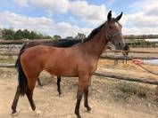 Pouliche Trotteuse 