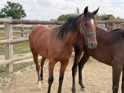 Pouliche Trotteuse 