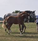 Candy de nantuel x tangelina de kreisker foal femelle