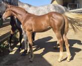Candy de nantuel x tangelina de kreisker foal femelle