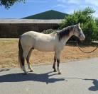 Prospect reining