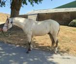 Prospect reining