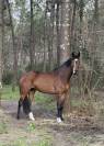 Jument chic pour CSO