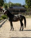 Poulain 2 ans