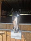 Poulain 2 ans
