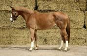 Top cheval d&rsquo;amateur 