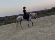 Jument Camargue 3 ans pleins papiers