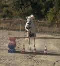 Jument Camargue 3 ans pleins papiers