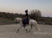 Jument Camargue 3 ans pleins papiers