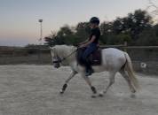 Jument Camargue 3 ans pleins papiers