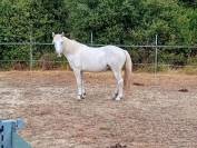 Jument Camargue 3 ans pleins papiers