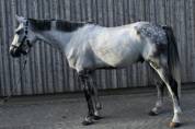 Cheval &agrave; vendre Hongre 10 ans Z 1m75 par Copy Cat Z