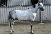 Cheval &agrave; vendre Hongre 10 ans Z 1m75 par Copy Cat Z