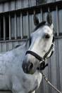 Cheval &agrave; vendre Hongre 10 ans Z 1m75 par Copy Cat Z