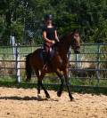 Afaya, jument de selle de 9 ans