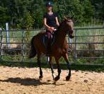 Afaya, jument de selle de 9 ans