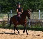 Afaya, jument de selle de 9 ans