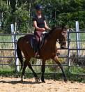 Afaya, jument de selle de 9 ans
