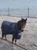 Ponette C par quoutsou 