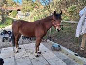 Ponette C par quoutsou 