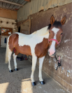 beau cheval, tr&eacute;s attachant pour rando, dressage et TAP