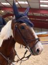 beau cheval, tr&eacute;s attachant pour rando, dressage et TAP