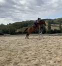 Jument 3ans AQPS 1m61 cce cso