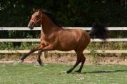 Octavio du Puits Carr&eacute;, hongre PRE 2 an bai pearl 