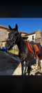 Masai hongre 4 ans 