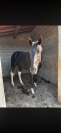 Masai hongre 4 ans 