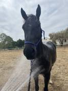 Masai hongre 4 ans 
