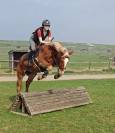 Poney ONC de 7ans