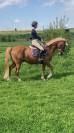Poney ONC de 7ans