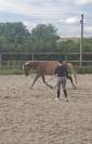 Poney ONC de 7ans