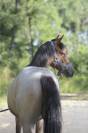 Futur poney de sport rouan pp Connemara 