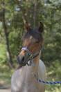 Futur poney de sport rouan pp Connemara 