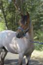 Futur poney de sport rouan pp Connemara 