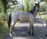 Futur poney de sport rouan pp Connemara 