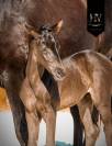 Pouliche kwpn Dressage 