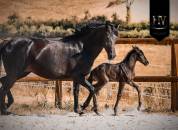 Pouliche kwpn Dressage 