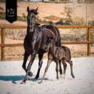 Pouliche kwpn Dressage 
