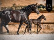 Pouliche kwpn Dressage 