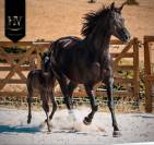 Pouliche kwpn Dressage 