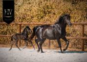 Pouliche kwpn Dressage 