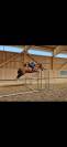 &eacute;talon poney D gros moyen