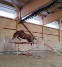 &eacute;talon poney D gros moyen